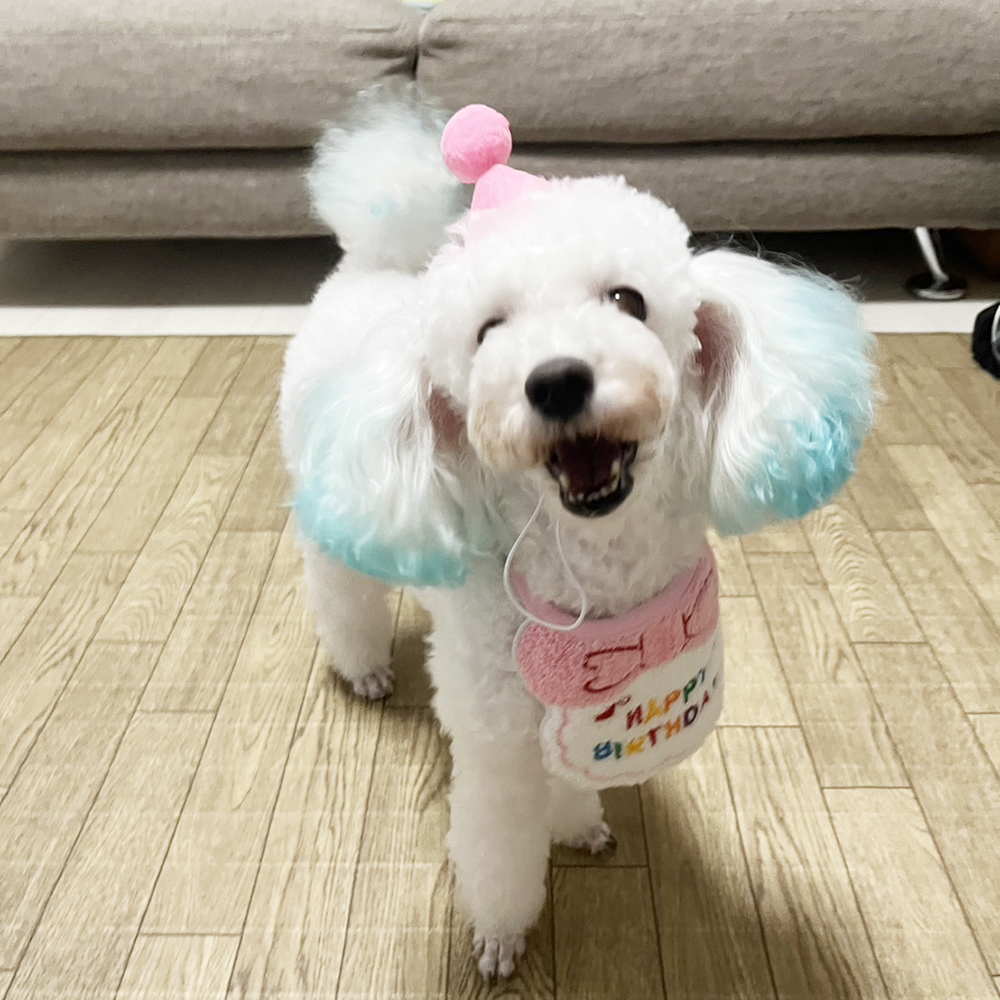 卒業犬ニベアちゃんの近況♪